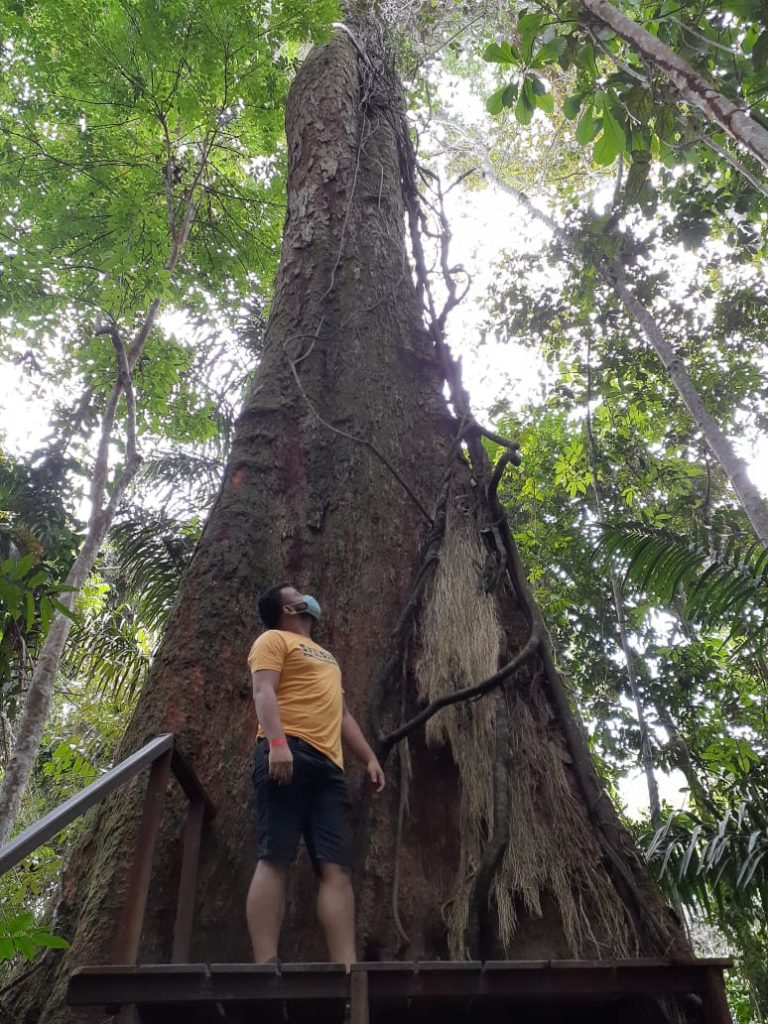 Musa é santuário para conhecer a flora amazônica no Dia da Árvore